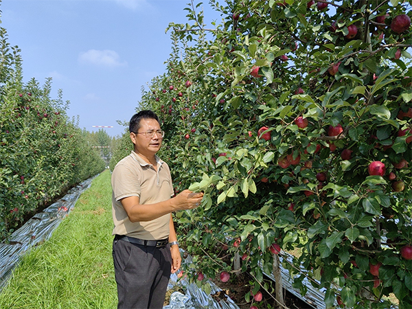 pg电子官方网站陕西千阳：“龙头”引领打造优质苹果产业链 走好“金果”致富路(图1)