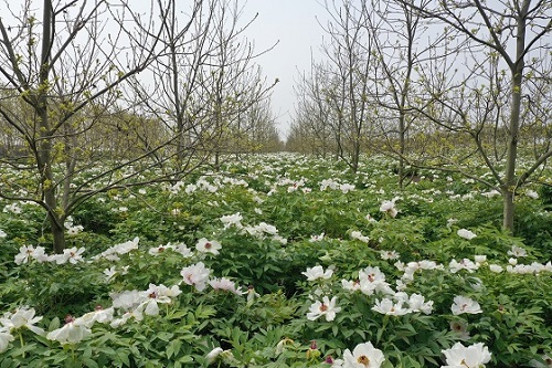 3、薄壳山核桃套种油用牡丹.jpg