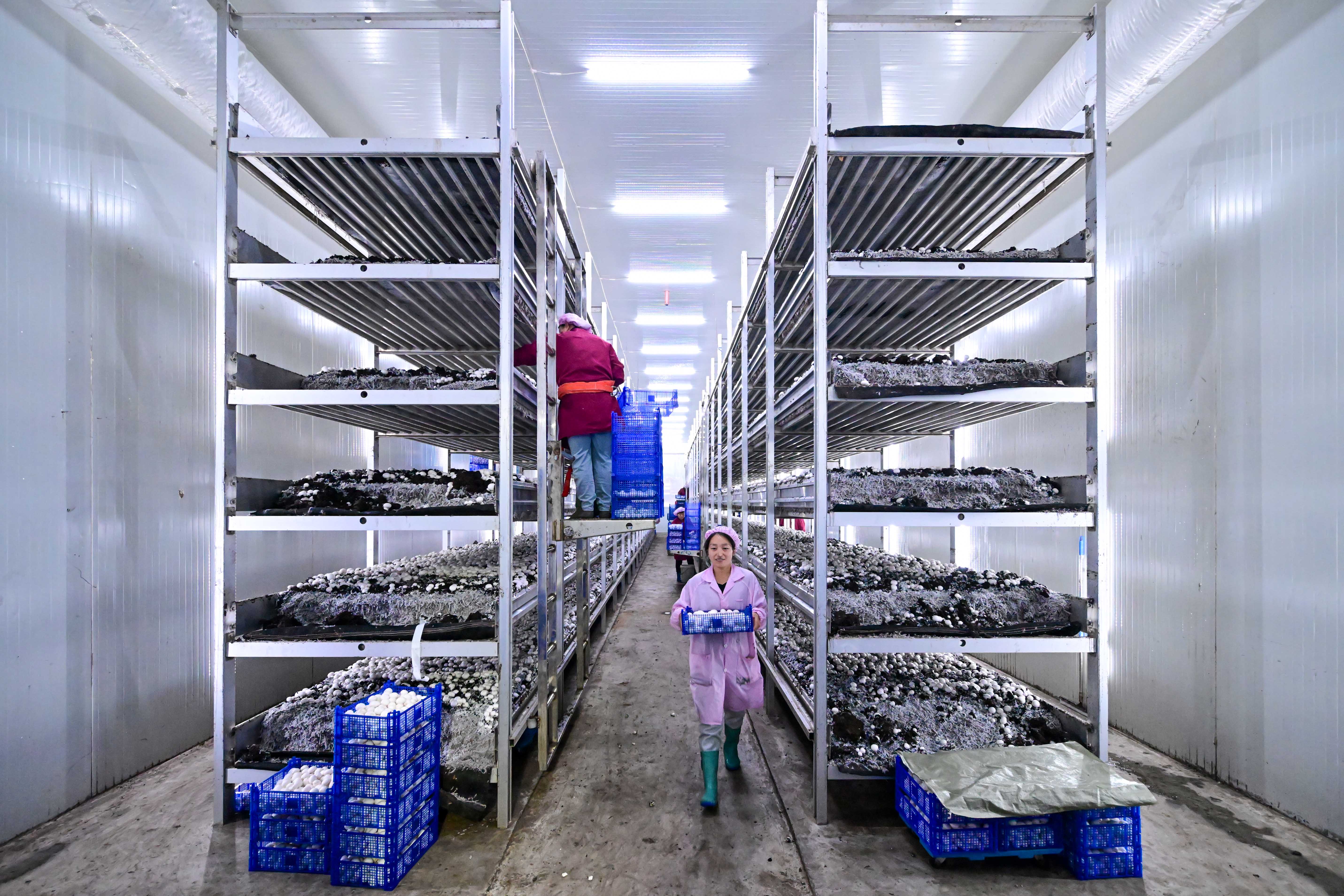 河南嵩县:智能菇房盛开"富民花"