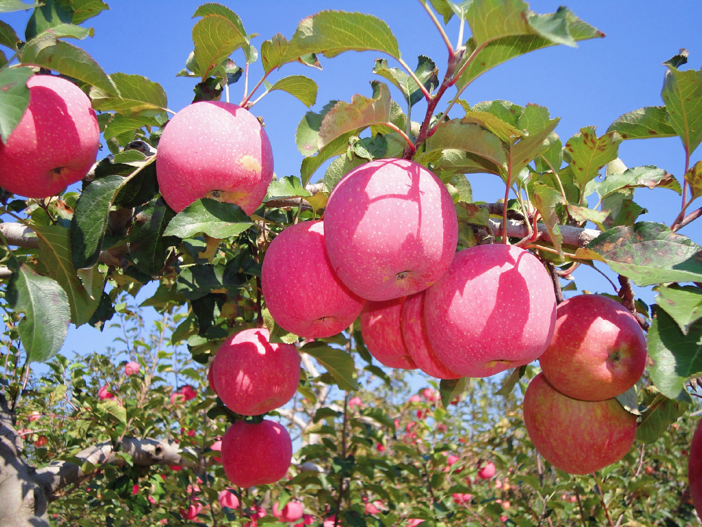 陕西黄龙苹分秋色11万亩苹果喜获丰收