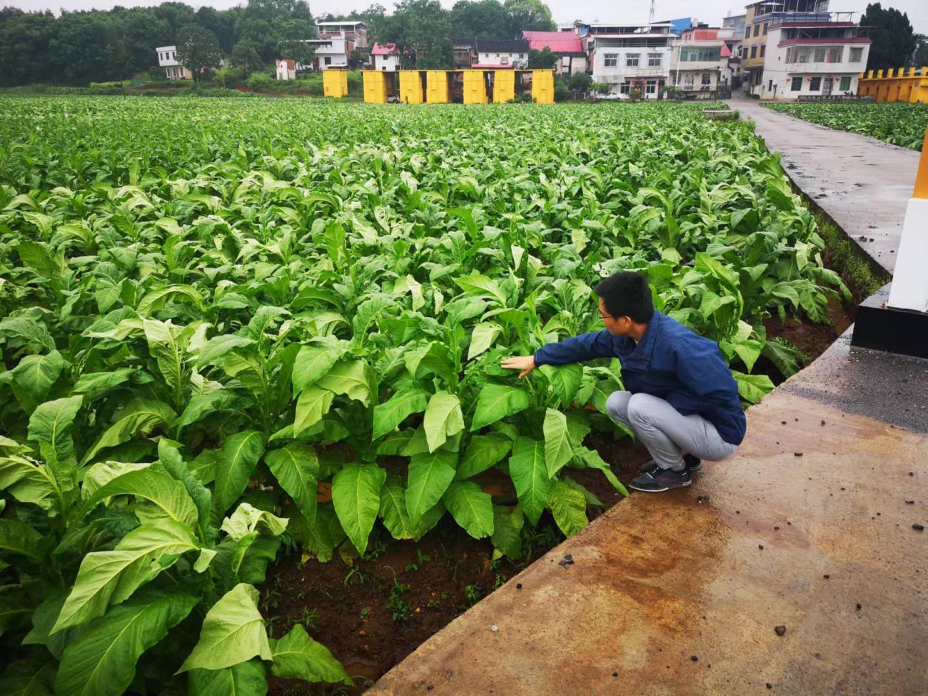 郴州桂阳绘美丽乡村新画卷建幸福桂烟同心圆