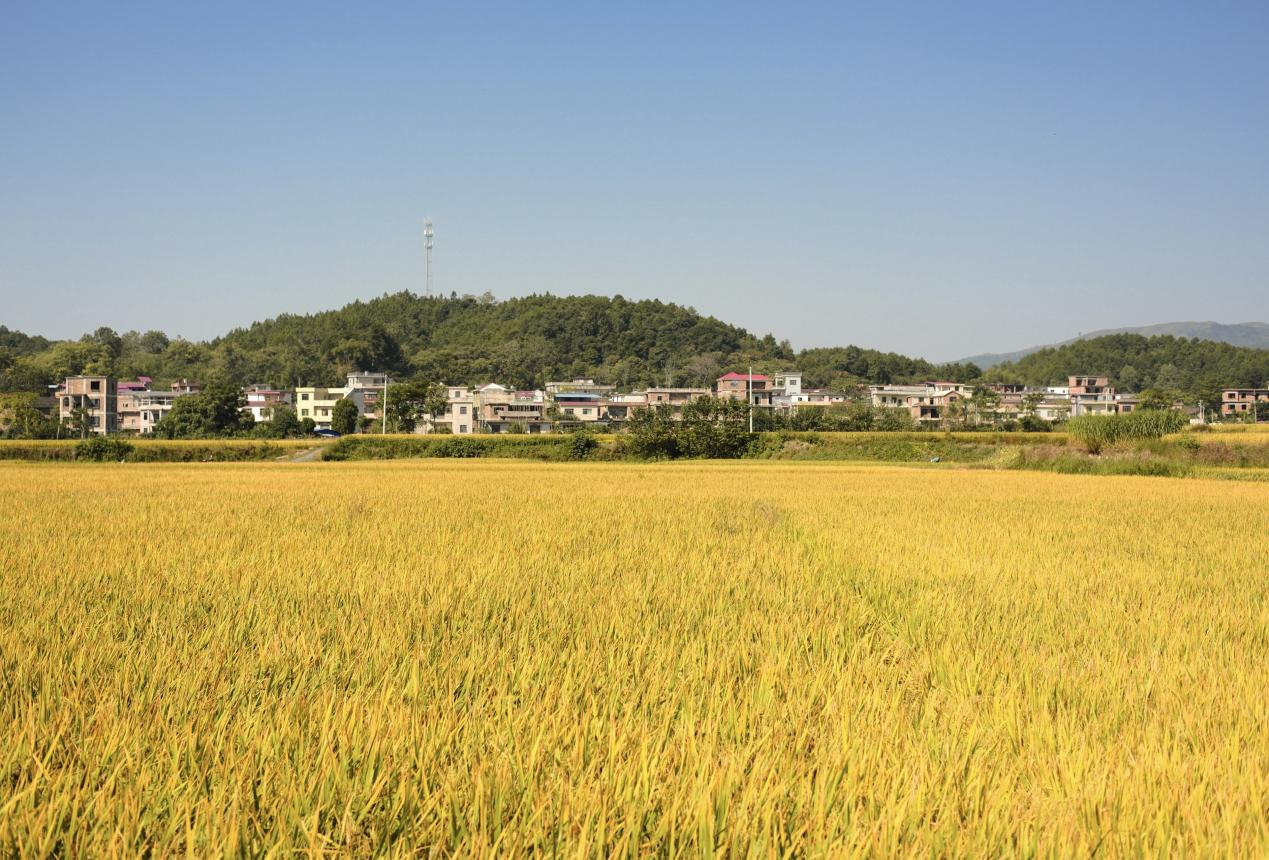 湖南永州金葉子鼓起錢袋子鄉村振興繪新景