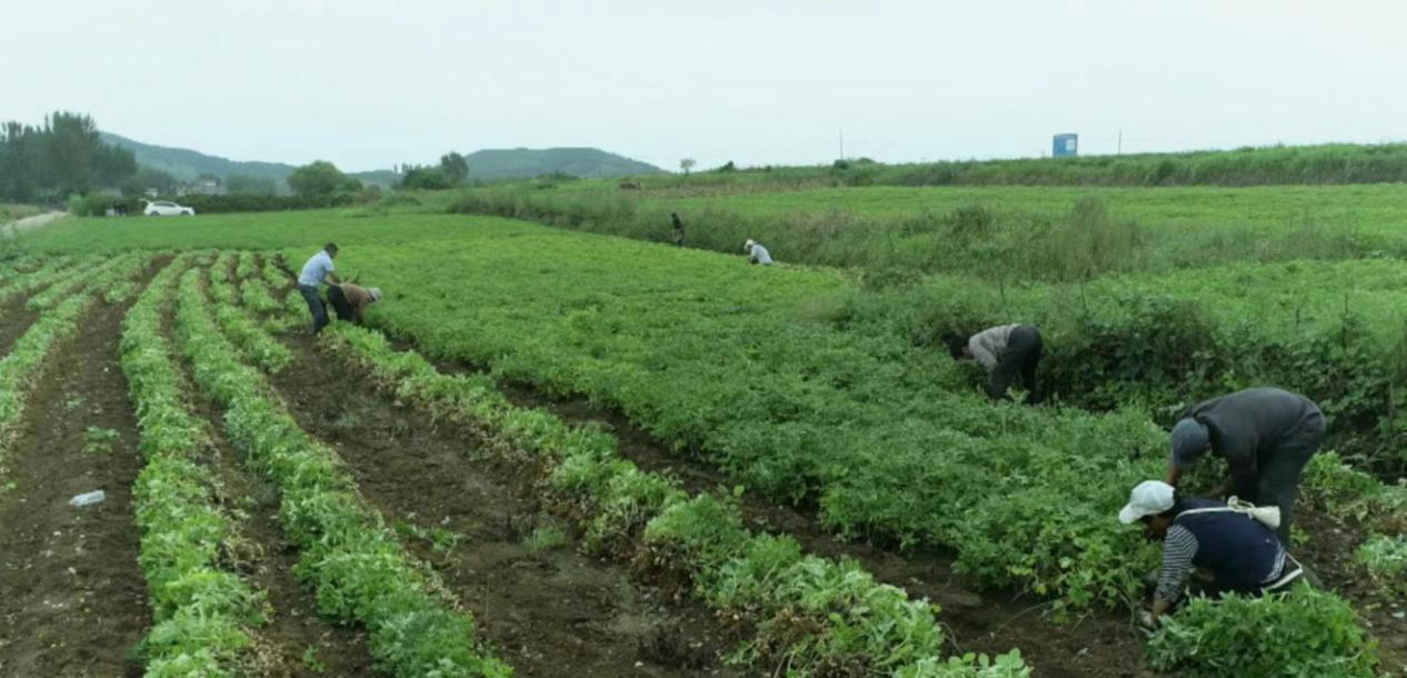 河南省首個花生保險期貨收入保險試點在桐柏縣順利實施