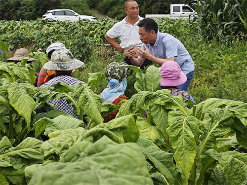 湖南邵阳乡村振兴春风至花开遍山野
