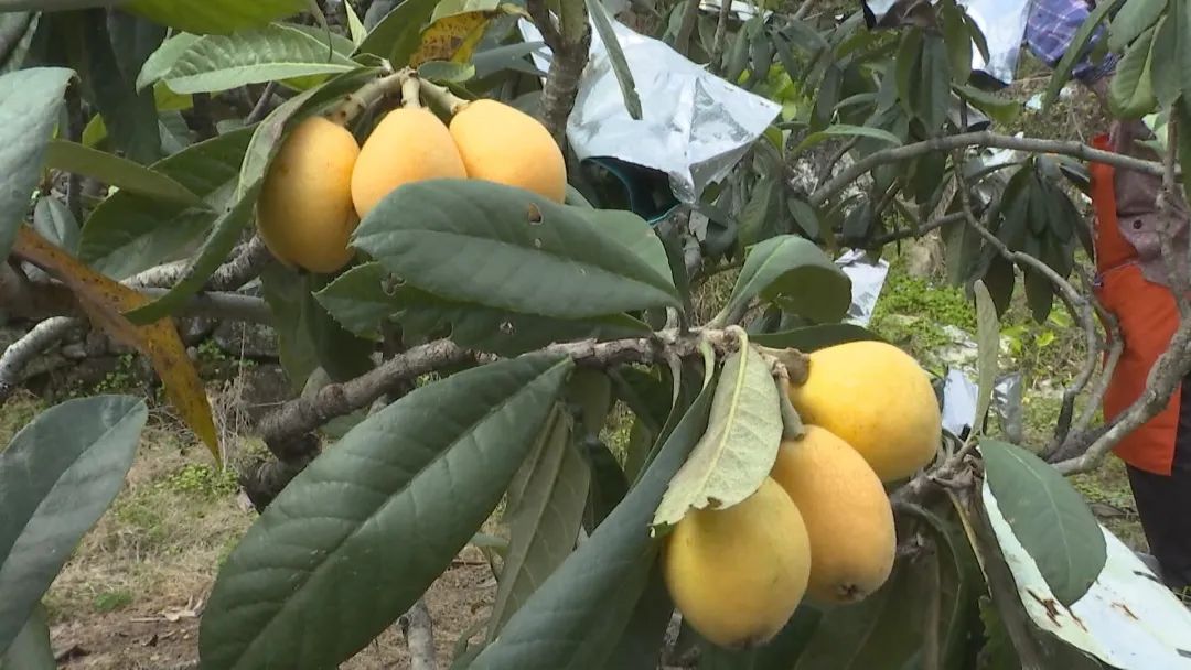 云霄九分甜一分酸开春第一果枇杷上市