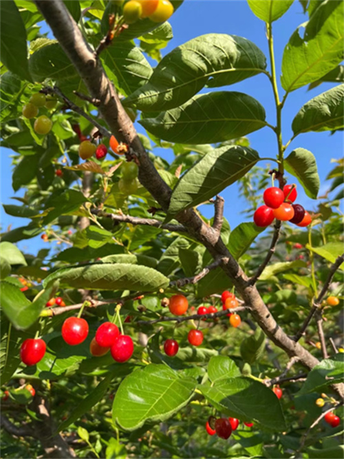 盒马"认养系列"再上新 500棵黄草樱桃树寻主人