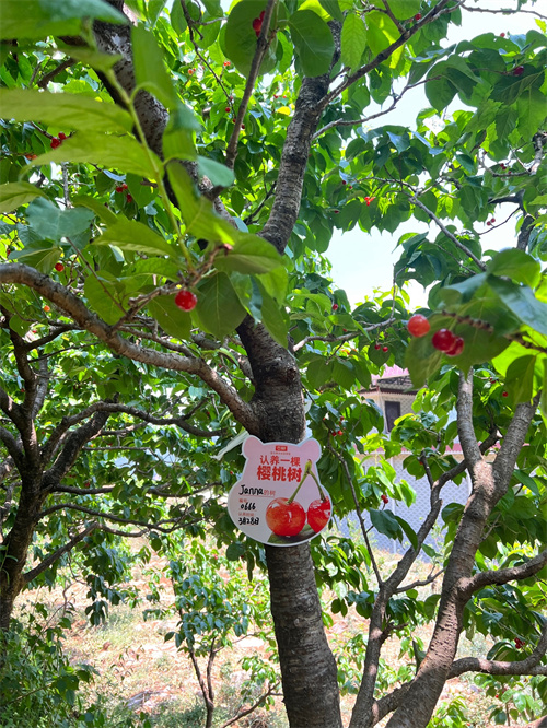盒马"认养系列"再上新 500棵黄草樱桃树寻主人