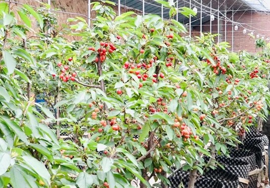 刘现宽樱桃村的致富领路人