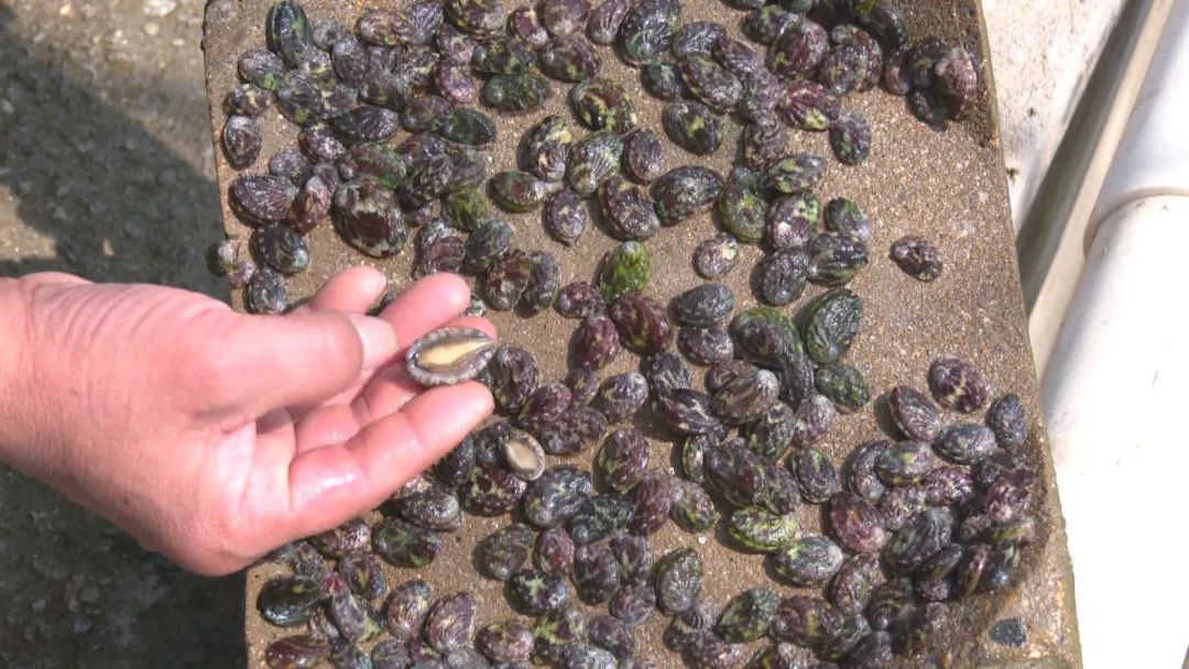 鲍鱼养殖基地:开启海洋财富新篇章