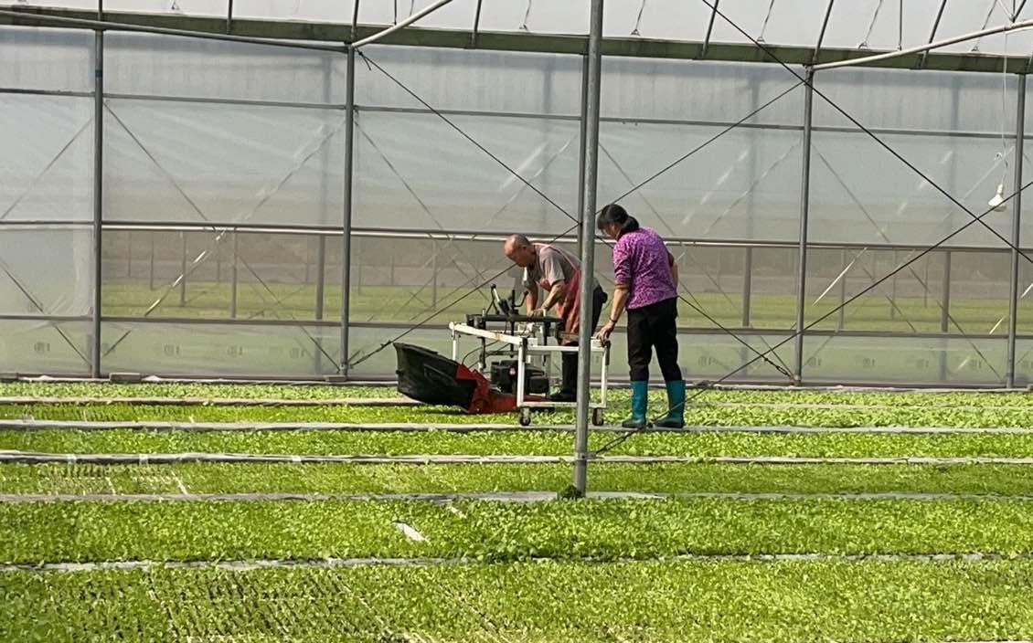 能够大力提高育苗大棚的利用率,有效提高烟草苗的成活率,生长速度