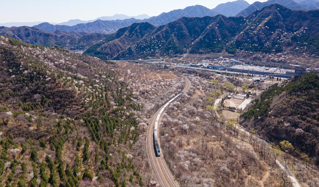 3月26日,一列客运列车驶过枣强县东李纸房村的杏花林.