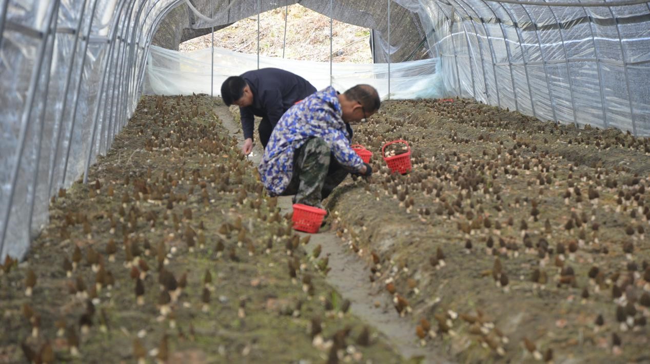 1711594409754741.jpg 2.jpg