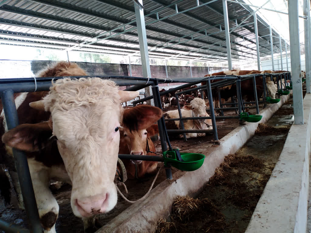 乐至县石佛镇:肉牛产业"畜"势勃发 乡村全面振兴"牛"劲十足