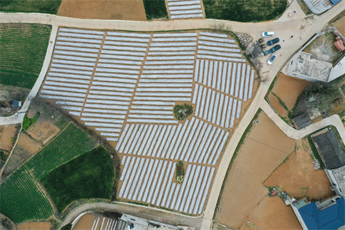 甘肃成县万寿菊育出致富路