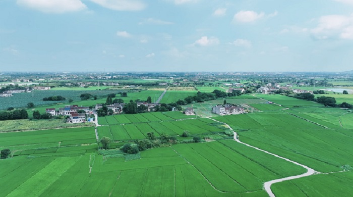 江苏省宜兴市万石镇后洪村水芹蹚出共富路