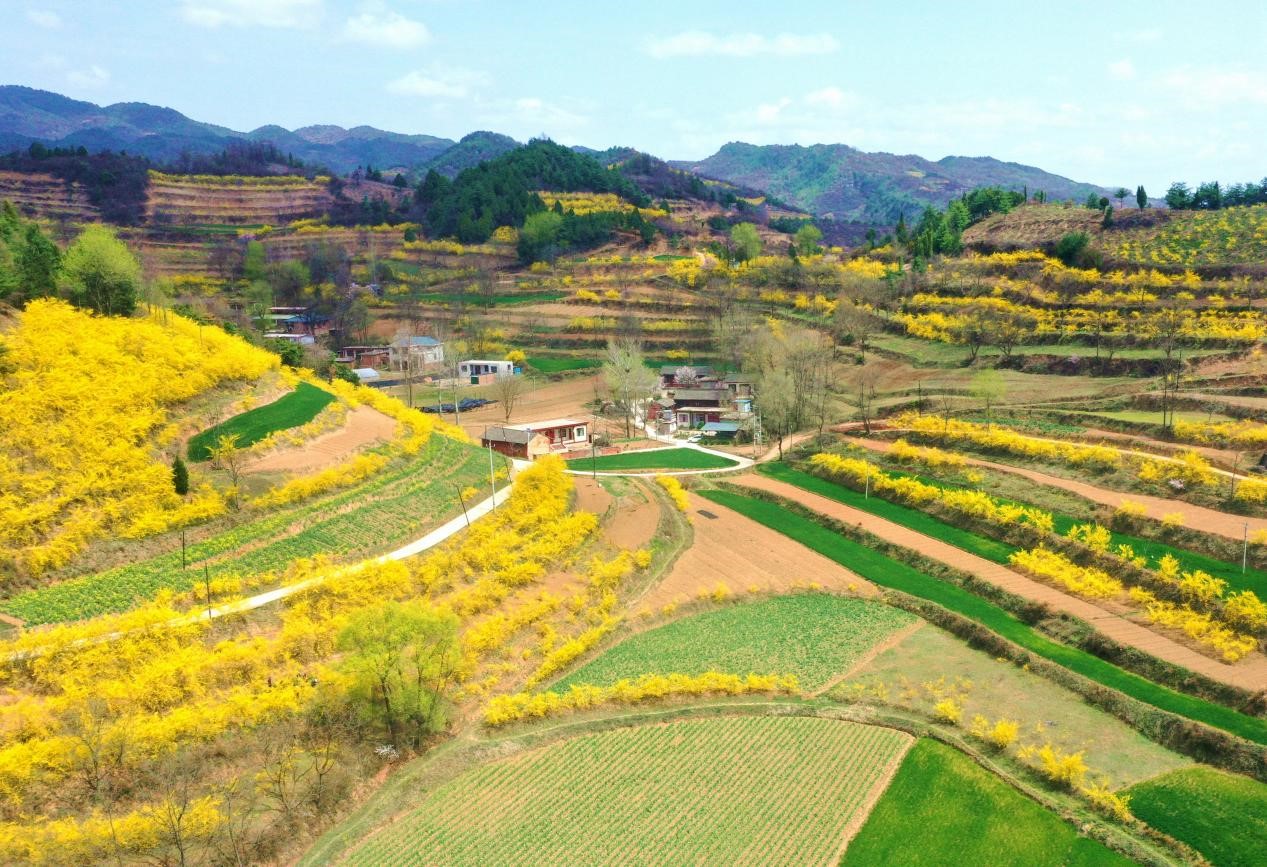 甘肃成县:荒坡变"金"坡 "翘"出致富路