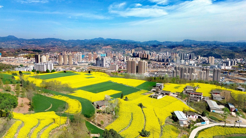 甘肃成县:7万余亩油菜花开春意浓