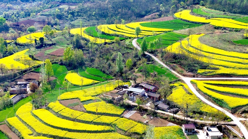 甘肃成县:7万余亩油菜花开春意浓