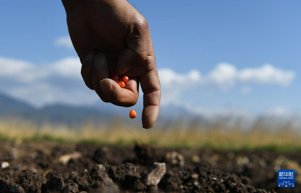 谷雨将至农事忙来源:2024-04-19 09:58浏览300800收藏手机阅读分享