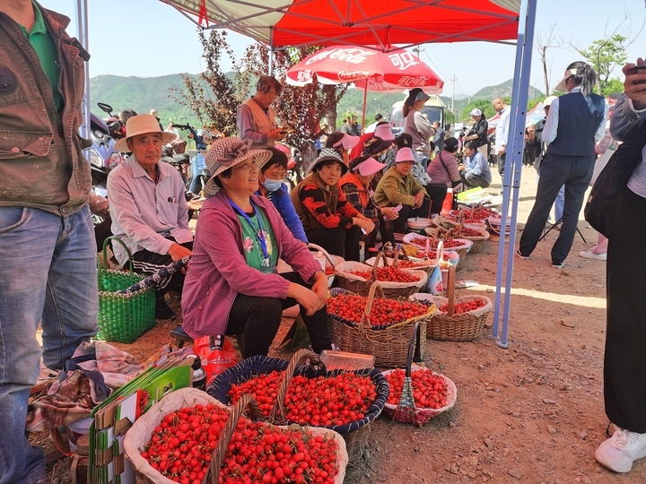 南山大樱桃上市 柳埠街道大樱桃采摘文化旅游节开幕