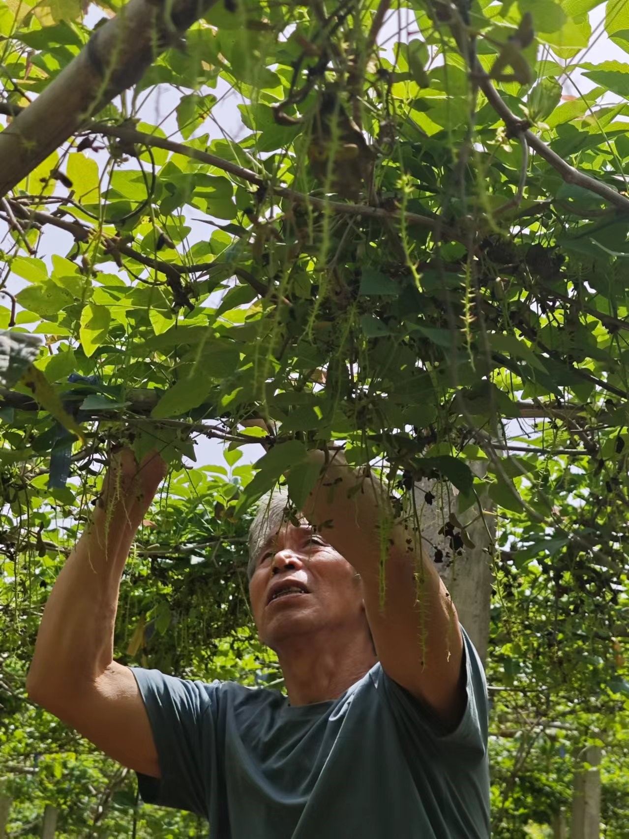 河南内乡:八月炸开出"致富花"