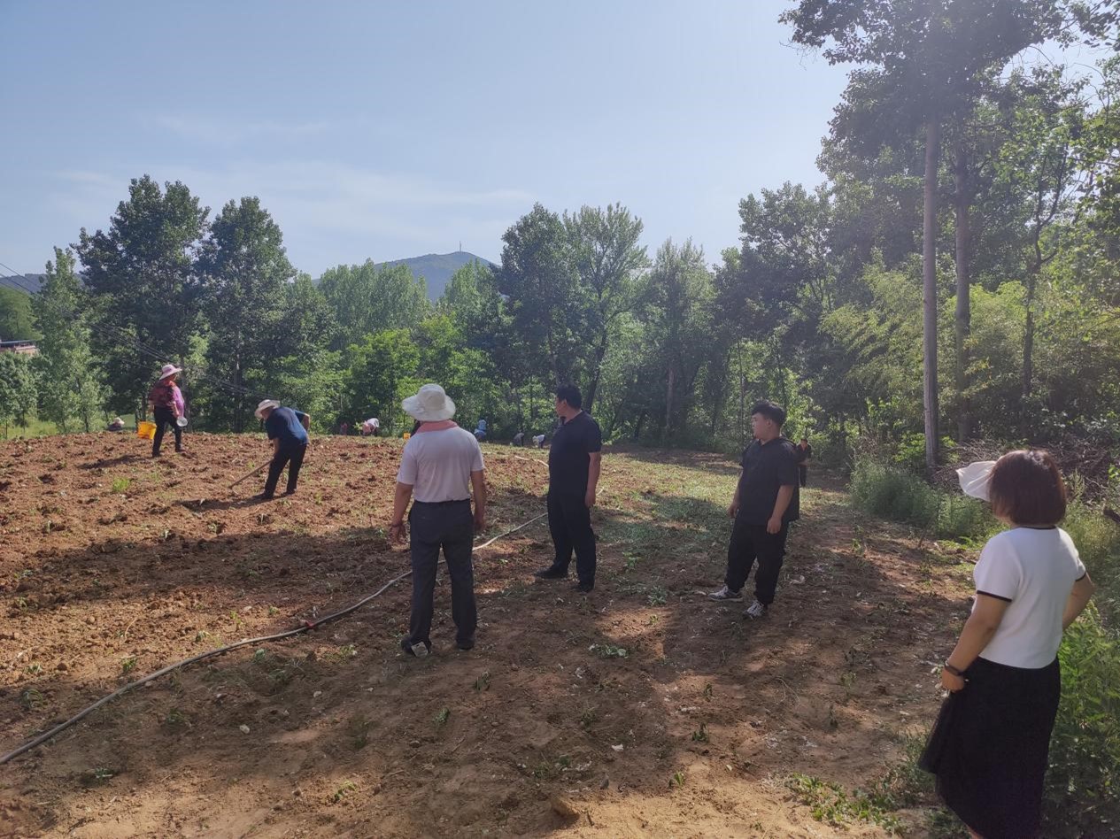 洛宁县罗岭乡:守牢耕地保护红线,助推农业产业高质量发展