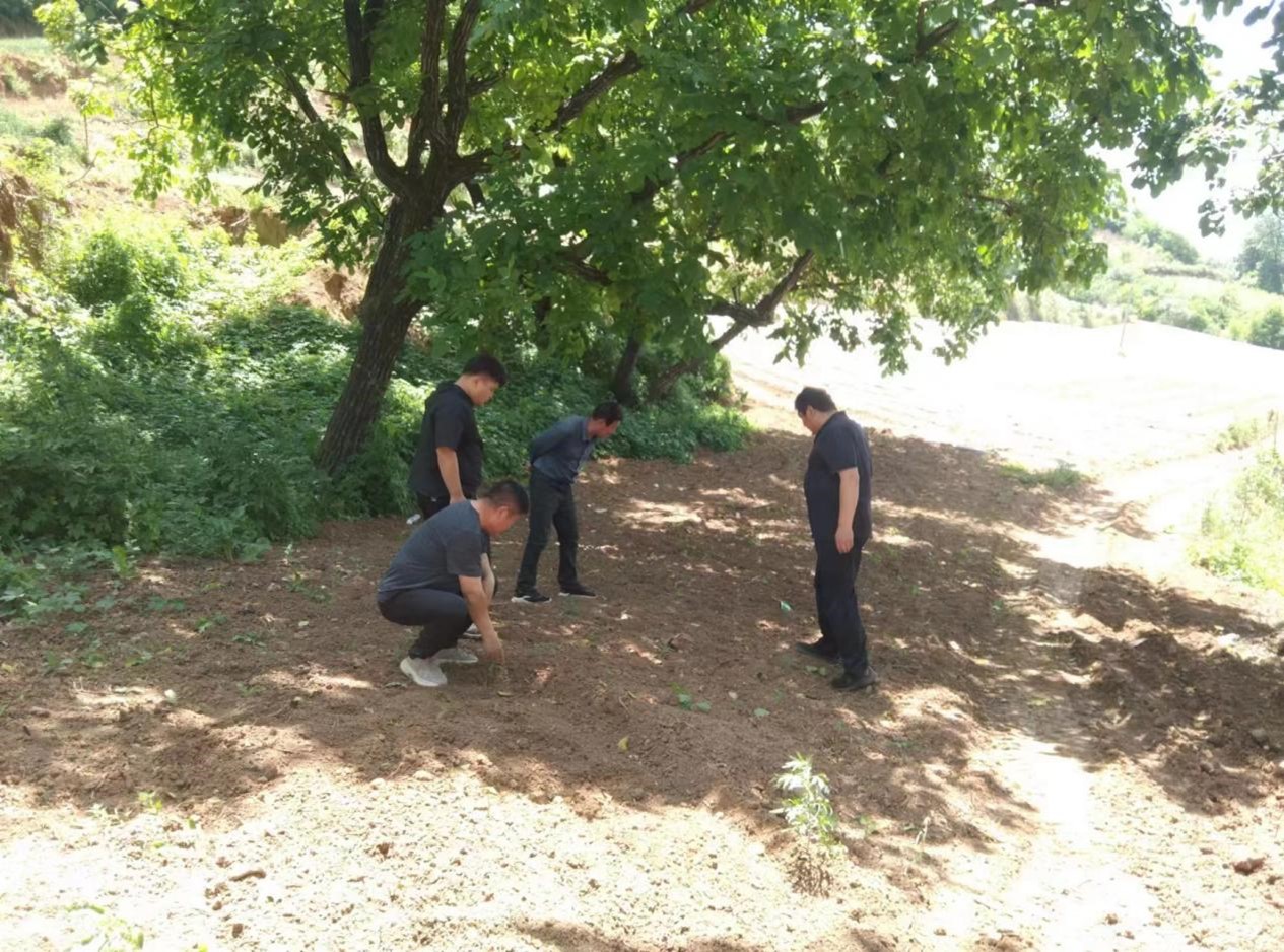 洛宁县罗岭乡:守牢耕地保护红线,助推农业产业高质量发展