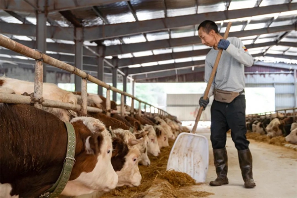 工作人员正在给肉牛喂食草料一大早,梵芝锦农业发展公司现场负责人