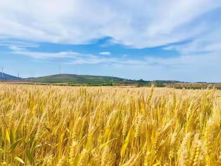 宜阳县樊村镇:助力"三夏"促生产 人大代表在行动