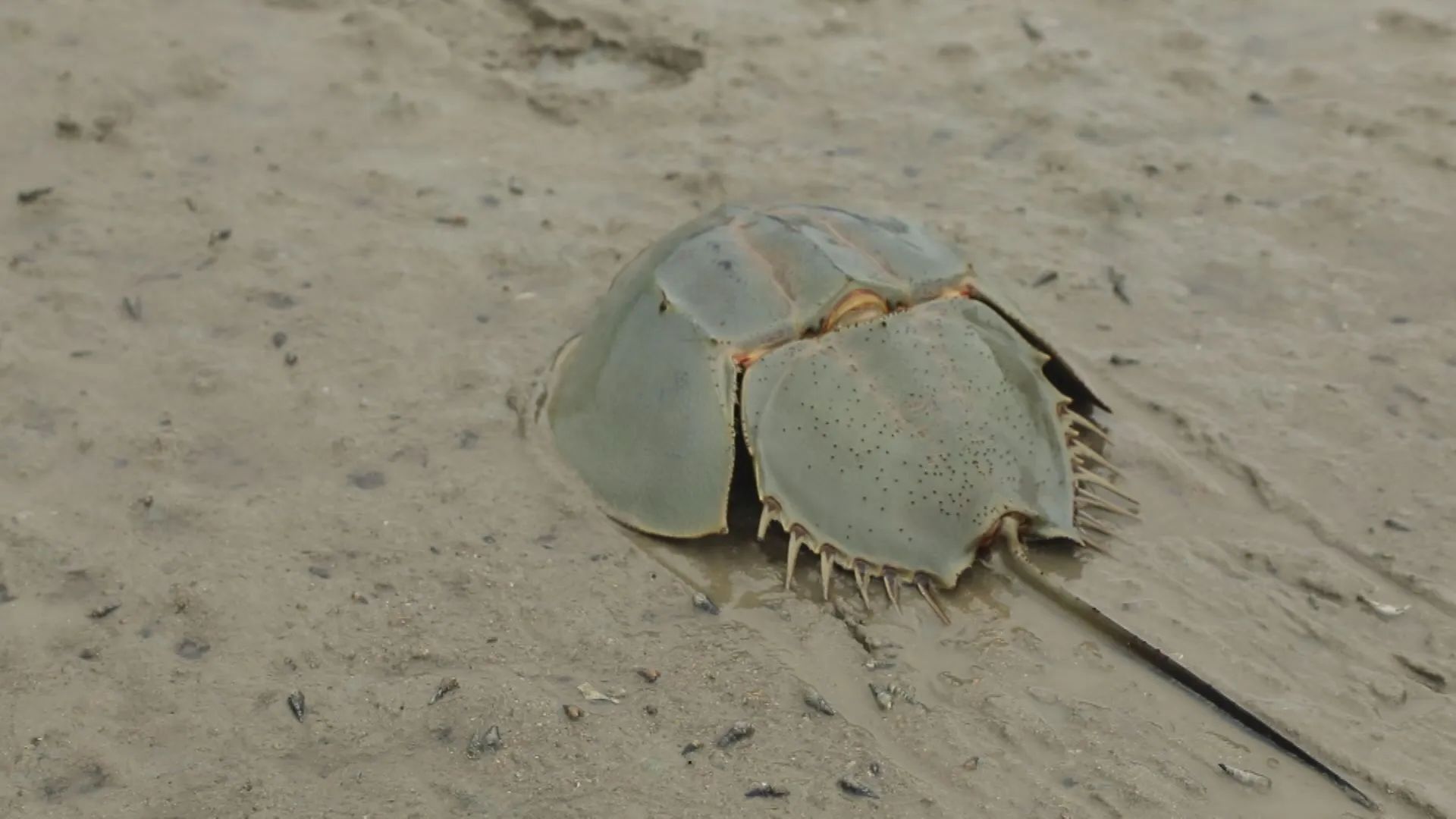 云霄:守"鲎"未来 探索海洋岸线岸滩生态修复和保护