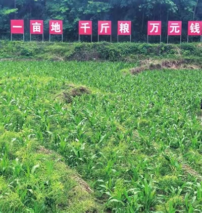 1  新庄村林盛农业黄精种苗繁育基地.jpg