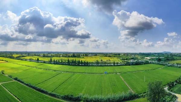 1720084760886537.jpg 2、陈集镇农业风貌.jpg