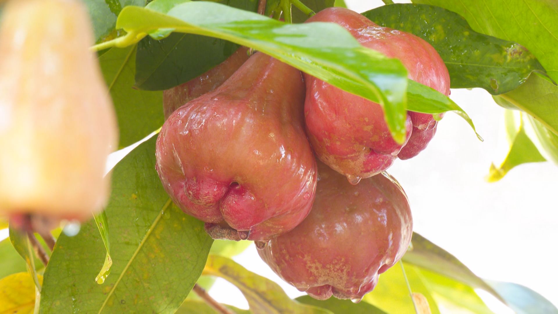 云霄:新品种莲雾上市喜丰收"黑糖芭比"盛夏飘香