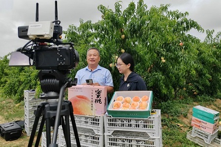 2、张义民在直播推介客户种植的水蜜桃.jpg