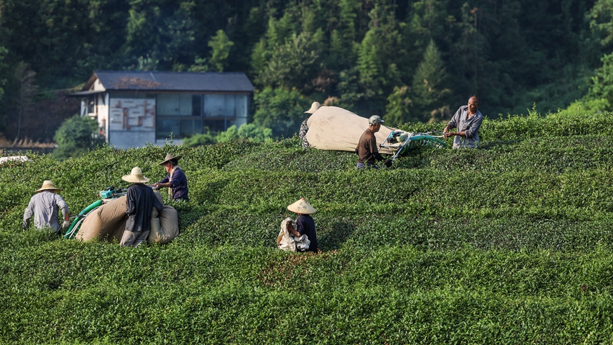 浙江建德：夏茶迎丰收