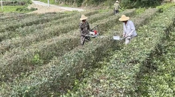 农发行湖北竹溪县支行 “茶园贷”铸就县域“产业振兴梦”.jpg