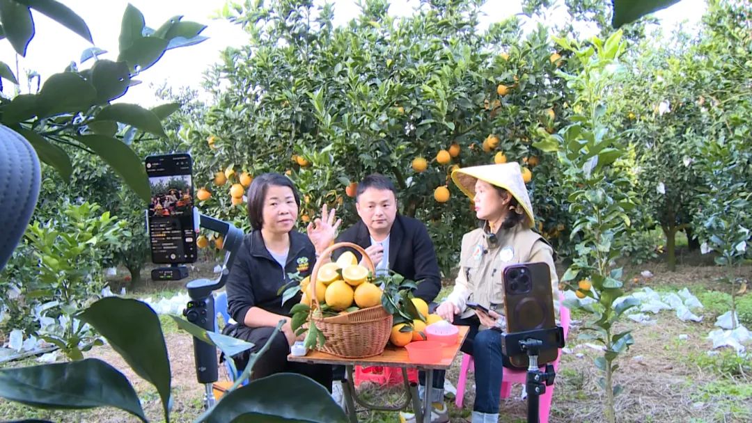 福建漳州:云霄马铺脐橙喜丰收 助农直播带货忙