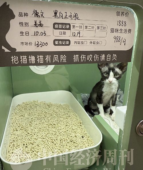 ​小心“猫贷”有猫腻