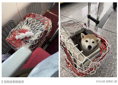 猫狗成年轻人“情绪充电宝”