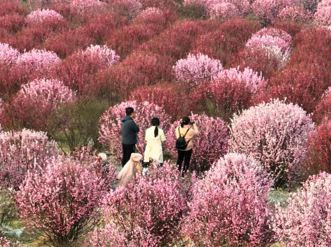 文化和旅游部推出32条“花期乡遇”主题线路