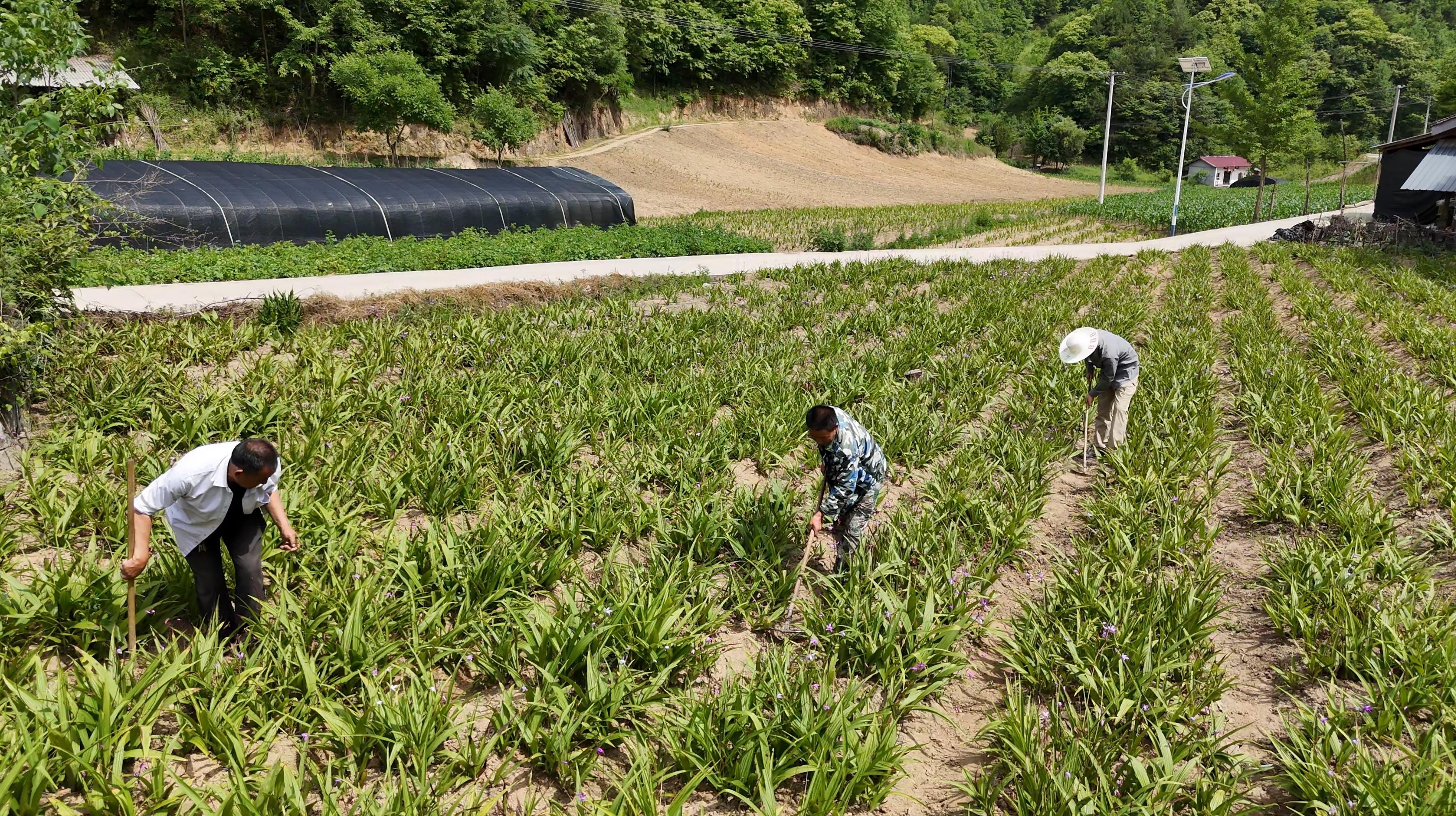 1小标图.jpg
