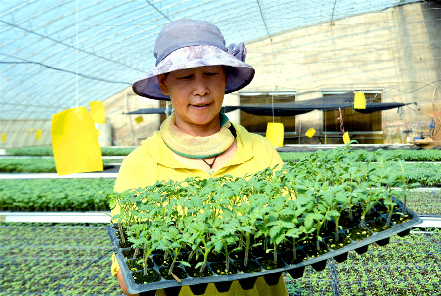果蔬育苗“工廠化“.jpg