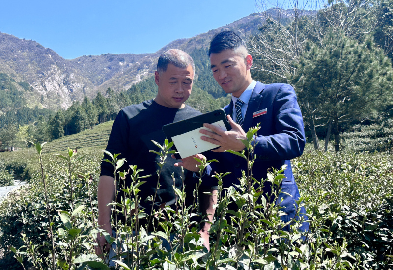 岳西农商银行：金融“及时雨”润泽茶产业.jpg