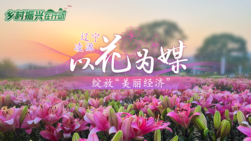 乡村振兴在行动丨辽宁凌源：以花为媒 绽放“美丽经济”