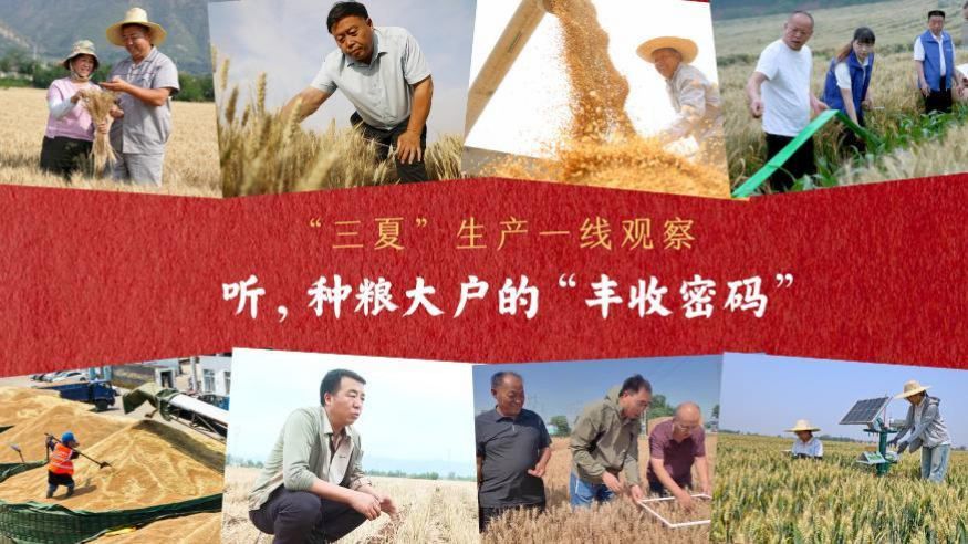 “三夏”生产一线观察丨听，种粮大户的“丰收密码”
