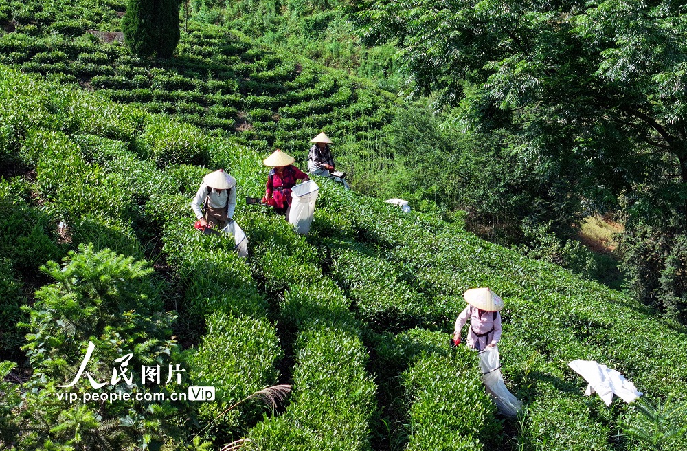 浙江淳安：夏茶采收忙