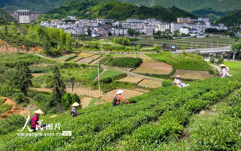浙江淳安：夏茶采收忙【3】