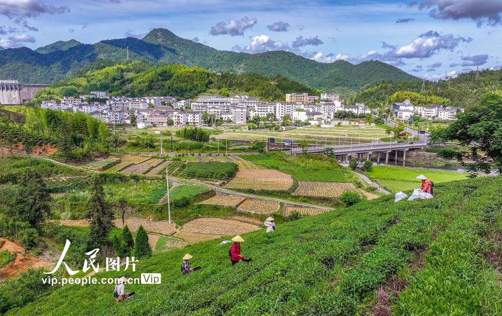 浙江淳安：夏茶采收忙【5】