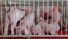 “上半年预计盈利超100亿”！猪价下跌，为何猪企大赚？