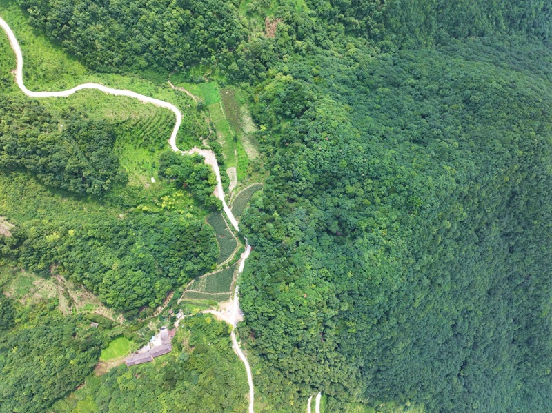 蔡家坡村中药材种植基地.jpg